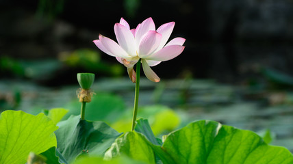 Obraz premium Beauty pink flower on the water level which were taken in a pond blossom in grass.