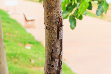 trunk part of fresh tree