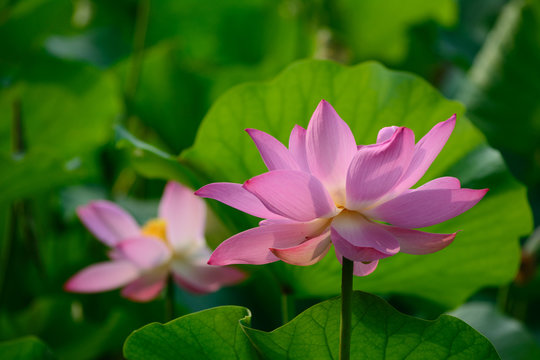 Lotus flower full blossom in the garden.