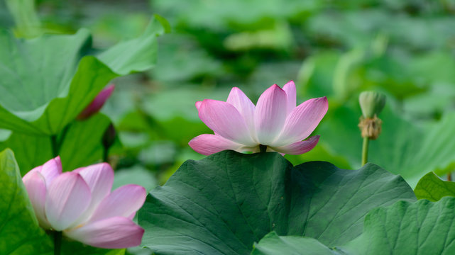 Close up view blooming pink lotus flower.