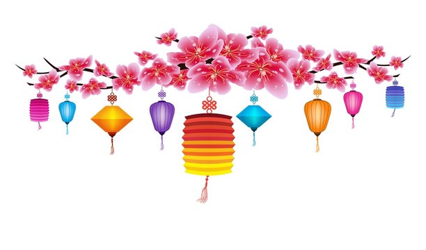 Sakura flowers background. Cherry blossom and lantern isolated white background. Chinese new year