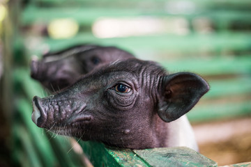子豚　黒豚