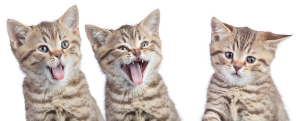 funny cats with opposite emotions. Two happy and one unhappy or sad kittens isolated on white