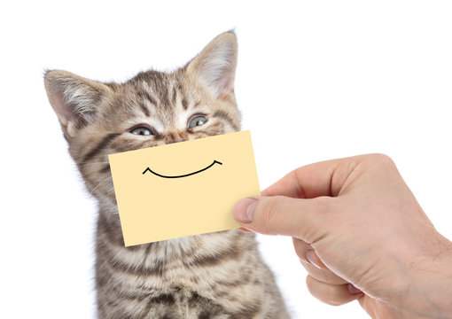 funny happy young cat portrait with smile on yellow cardboard isolated on white