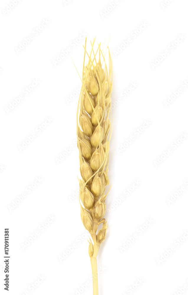 Wall mural yellow ear of corn on a white background