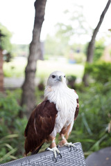 Red tailed hawk falcon on bench