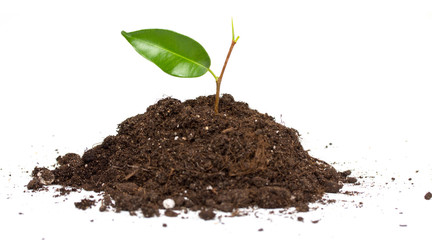 green plant in soil on white background