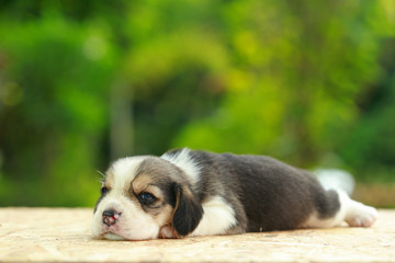 2 weeks pure breed beagle Puppy is sleeping and looking on natural green background