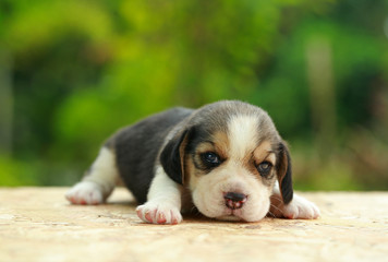 2 weeks pure breed beagle Puppy is sleeping and looking on natural green background