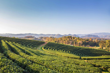 Fototapeta na wymiar Beautiful fresh green tea plantation in Thailand