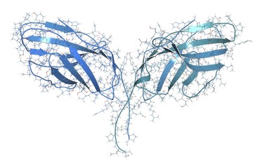 Immune checkpoint protein molecule, illustration