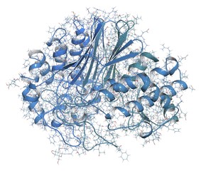 Gamma-glutamyltranspeptidase 1, illustration