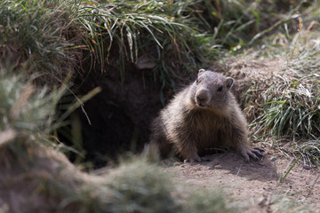 Fototapeta na wymiar Marmotte