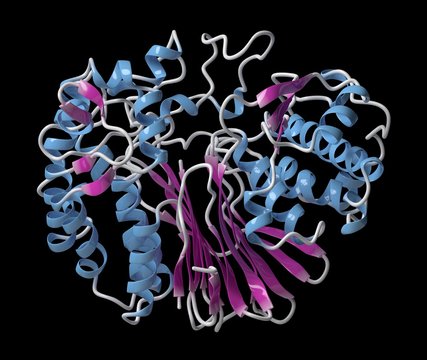 Gamma-glutamyltranspeptidase 1, illustration