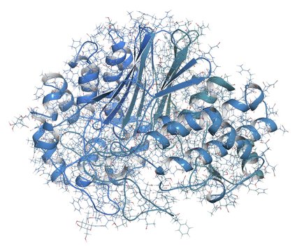 Gamma-glutamyltranspeptidase 1, illustration