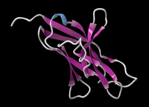 Cell death 1 protein molecule, illustration