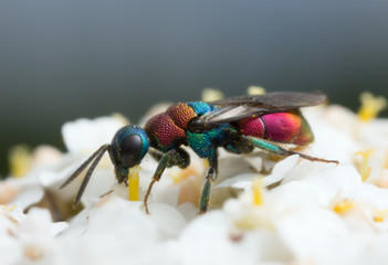 Female Cuckoo wasp, Hedychrum feeding on flower photographed with high magnification