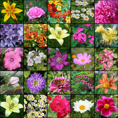 collage of photos with flowers. Plants blooming in the garden.