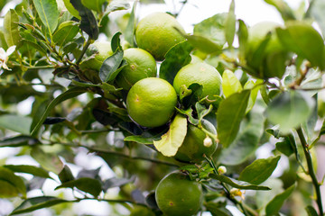 lime on the tree with blur background with copy space , lemon with the leaf on tree
