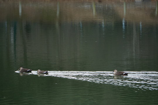 Ducks In a Pond.
