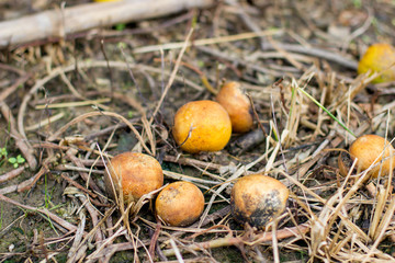 lime on the tree with blur background with copy space , lemon with the leaf on tree
