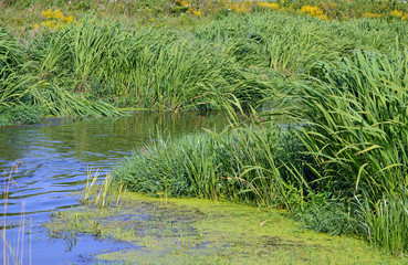 Река Клязьма около села Васильевское Щелковского района
