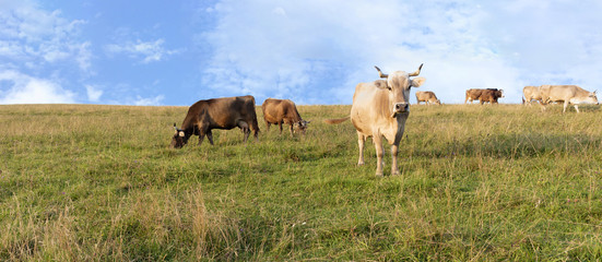 A herd of cows grazing on a hill of mountain green meadow