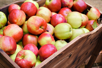 harvest many apples