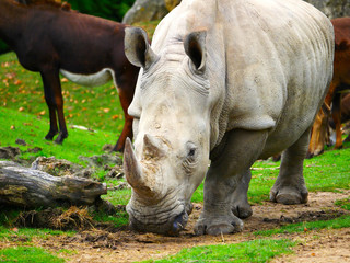 Naklejka premium Rhinocéros 