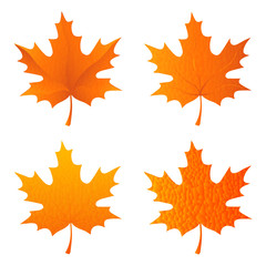 set of autumn leaves