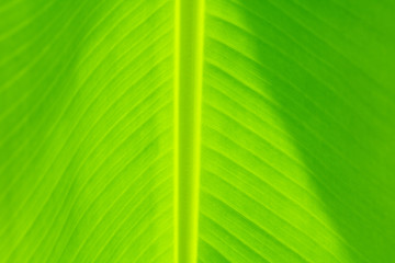 Banana leaf texture fresh green background in nature with copy space add text