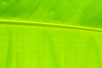 Banana leaf texture fresh green background in nature with copy space add text