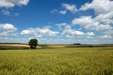 Sunny summer landscape with lone tree growing in field of ripe wheat.Tula region,Russia