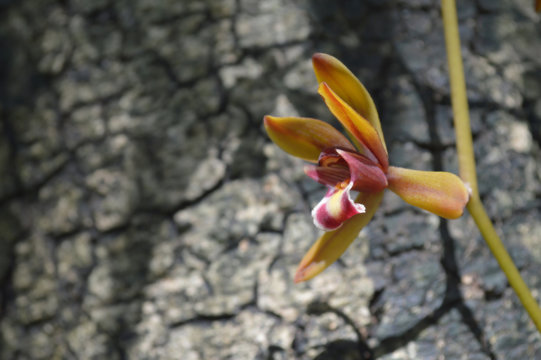 Cymbidium finlaysonianum orchid, Central of Thailand