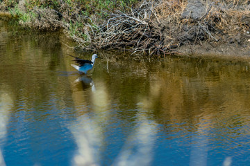 Avocette élégante.