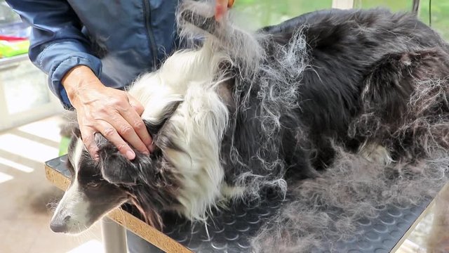 Combing  of the Border Collie standing on the grooming table.
