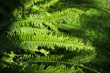 Nephrolepis exaltata (The Sword Fern)