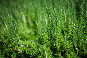 Rosemary herb in nature