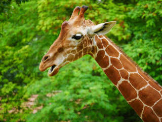 Obraz premium Girafe