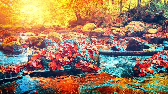 Autumn landscape with forest stream. Fall nature background