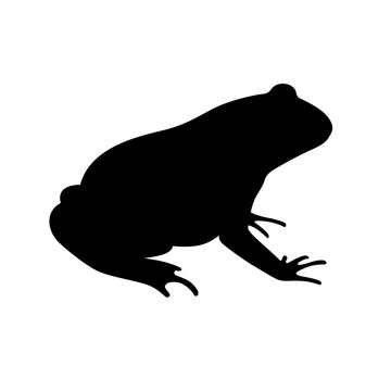 Frog, shade picture