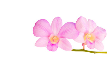 Orchid flower pink beautiful isolated on white background and clipping path