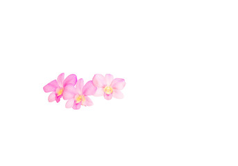 Fototapeta na wymiar Orchid flower pink beautiful isolated on white background and clipping path