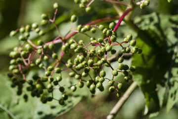 Green berries without black.