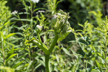 Archangelica officinalis - Angelica herb.