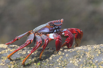TIERE_2613_rote_Klippenkrabbe
