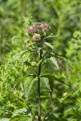 Eupatorium cannabinum - Pink flowers and green leaves.
