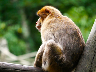 Macacque