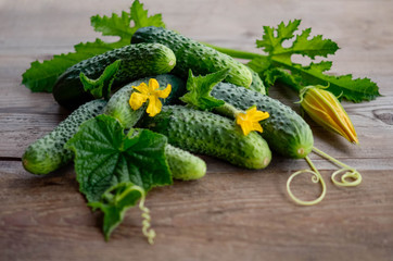 cucumbers with leaves on a wooden table
