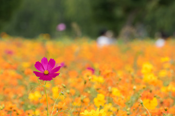 Obraz premium コスモス